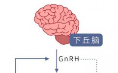 泰國試管嬰兒：雙胞胎的概率是多少？成功率有多高？